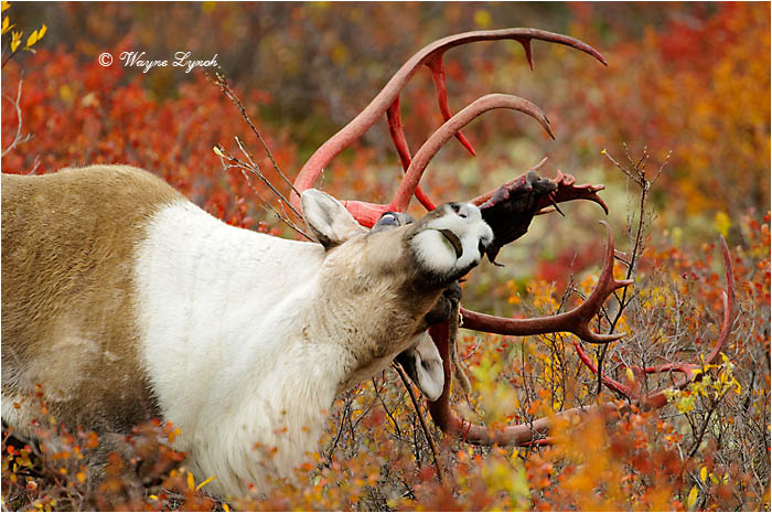 Caribou Bull Shedding Antler Velvet 121 by Dr.  Wayne Lynch &copy;